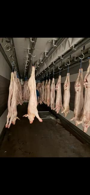 Freshly slaughtered piglets