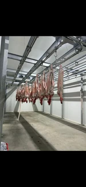 Frisch geschlachtete Halal Lämmer