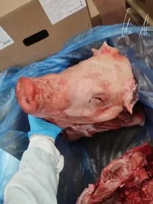 Frozen Pork Head , GACC