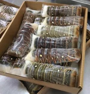 Lobster Tail Size 7oz 14oz