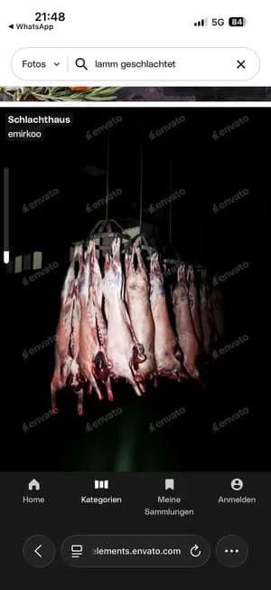 Freshly slaughtered lambs for wholesale buyers