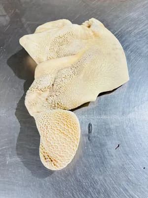 Tripe with honeycomb