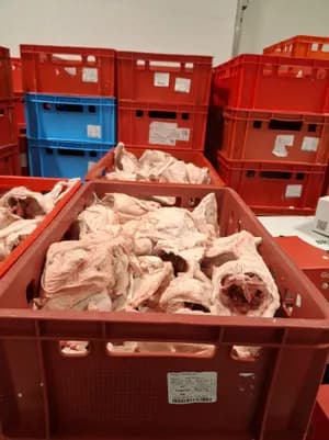 Chicken Carcass frozen