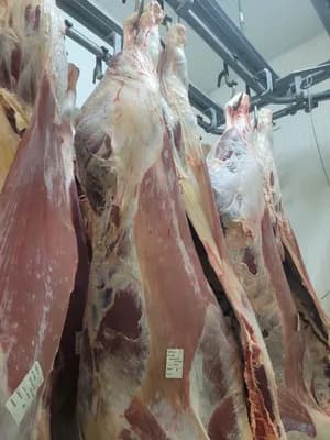 Fresh bull carcass 300+ kg