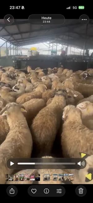 Frisch geschlachtete lämmer 14-22 kg halal