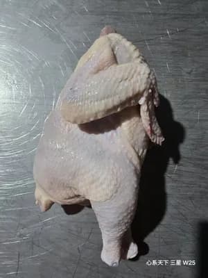 Frozen Suit Chicken | Dressed Whole Chicken | Halal | HACCP | IWP
