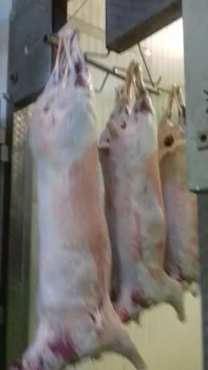 Lamb whole carcass