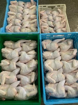 Frozen whole laying hens, average weight 1.1–1.3 kg, packed in 10–15 kg cartons